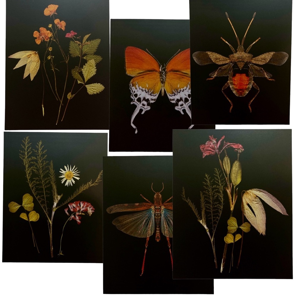 Moody Wall Art 6pc Botanical Floral Insect Home/Room/Dorm Decor